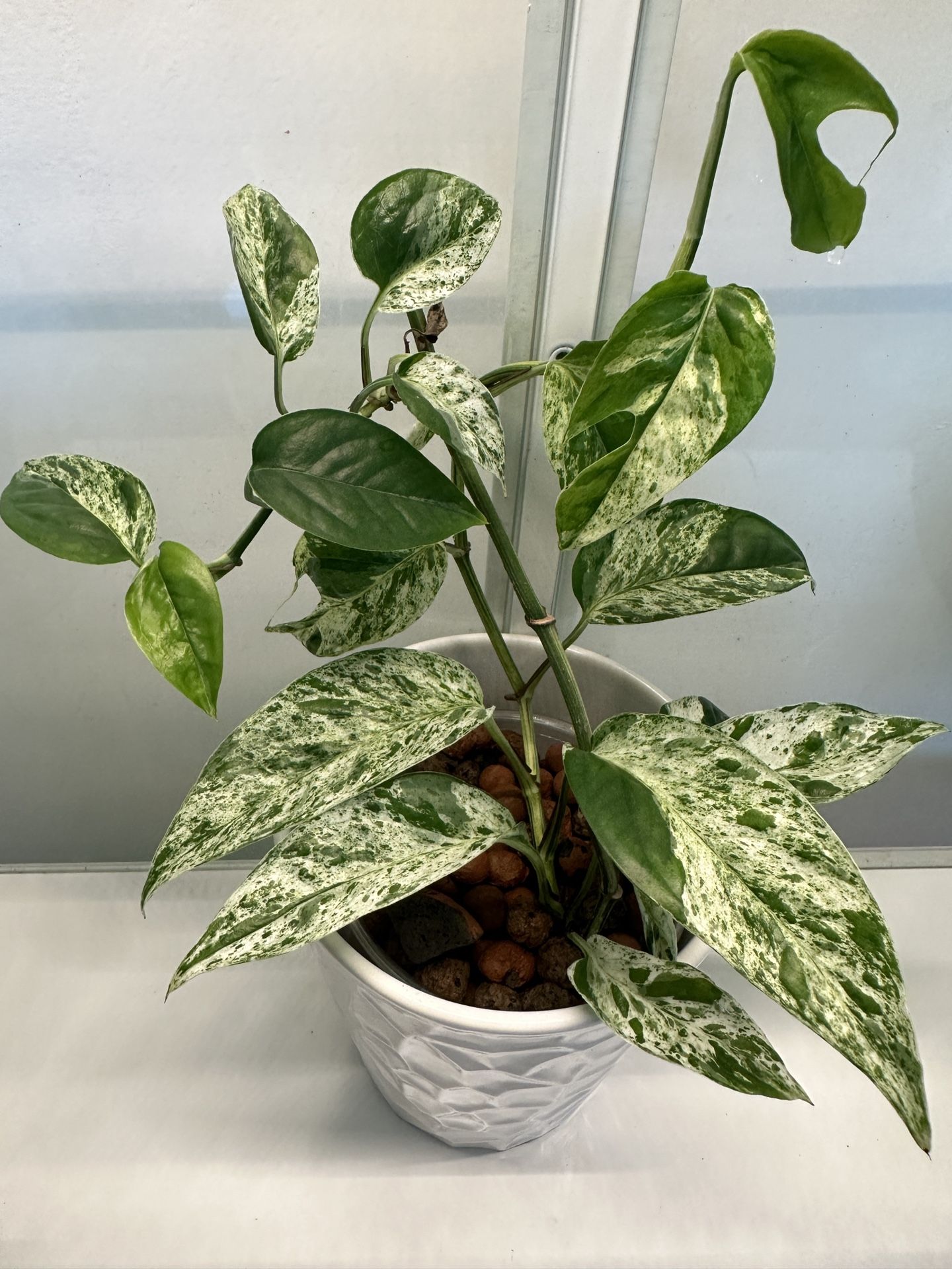 Epipremnum Pinnatum Marble Plant