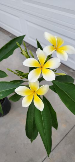  Yellow Plumeria 2 Gallon Plant