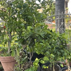 Fruit Trees !! Fruit Trees