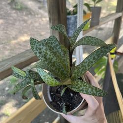 Silver Quill Plant