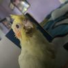 Mayra