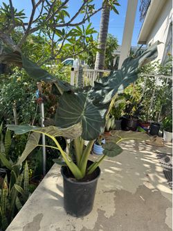 Elephant ear
