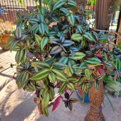 Hanging Tradescantia Zebrina Wandering Jew 
