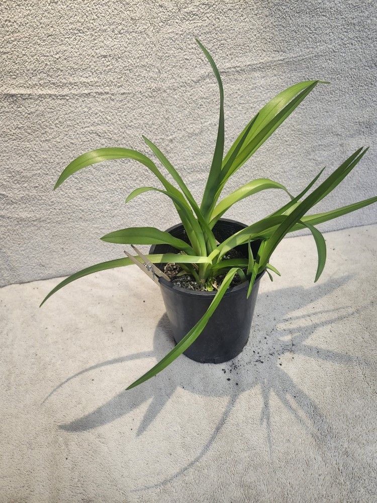 Daylilies For Sale