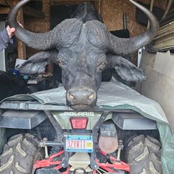 White Tail Deer Head And Cape Buffalo Head 
