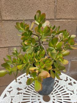 Jade Suculent Plant
