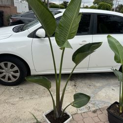 Bird Of Paradise