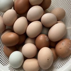 Chicken For Sale