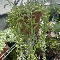 String Of Fishhooks Succulent 