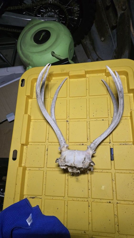 Deer Antler And Cap.
