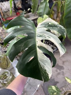 Monstera Albo