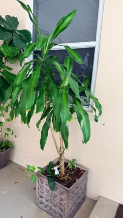 Plant