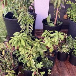 Fruit Plants.    Mango Lemon Avocado!!! 