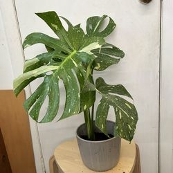 Monstera Thai constellation