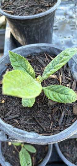 Young Loquat Plants For Sale • $3 Each • Healthy & Organic