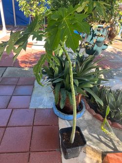Hawaii Papaya