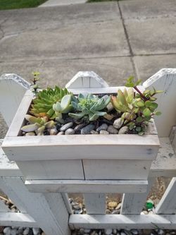 Succulents able to hang