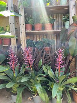 Bromeliads blue Tango