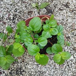 Creeping Charley Houseplant