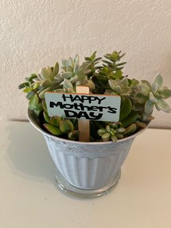 Succulent Mix for Mother’s Day