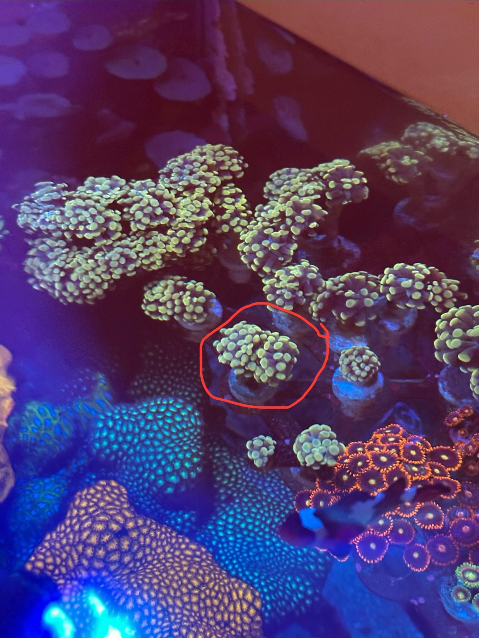Gold Hammer 2 Head Fake Reef Tank Decoration
