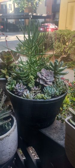 Succulent Arrangements 🌵🌺✨