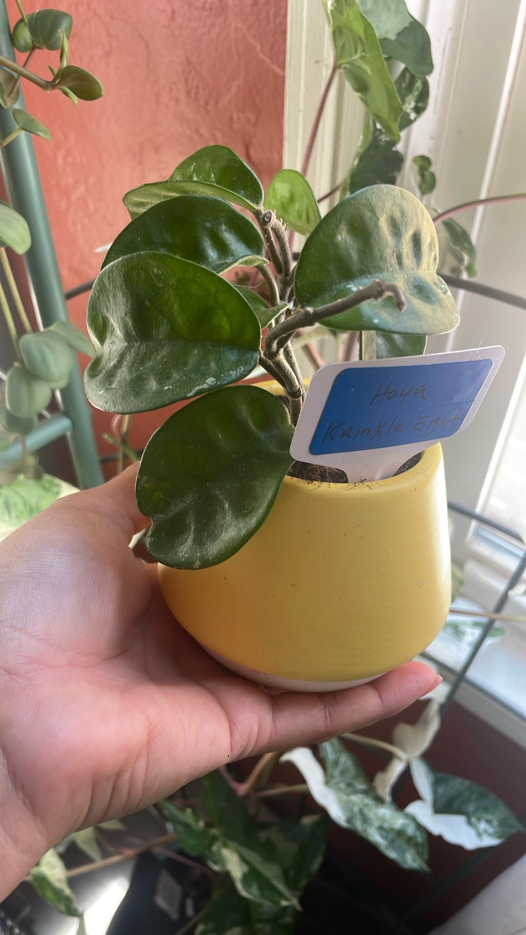 Plants For Sale Indoor
