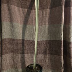 Rare White Bentals Sensation 