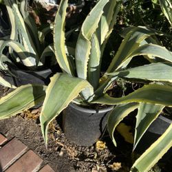 Agave Big Plant One$30