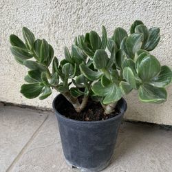 Succulent 10$