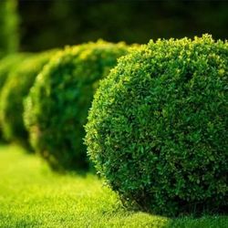 50 Boxwoods For Sale