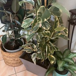 Variegated Rubber Plant