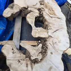 Large Maple Cookie slabs