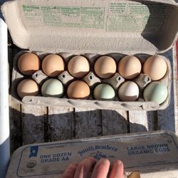 Fresh Eggs