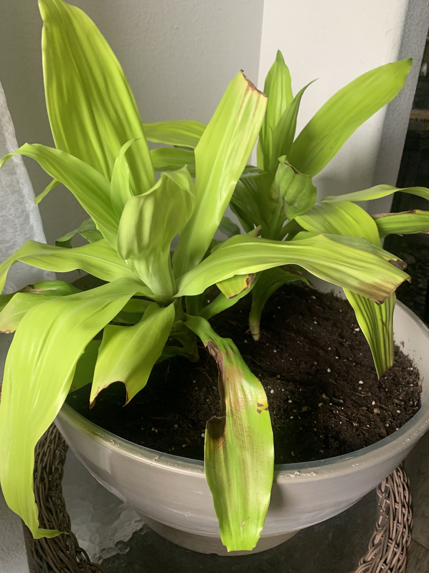 For inside ! Nice plant! Big pot!