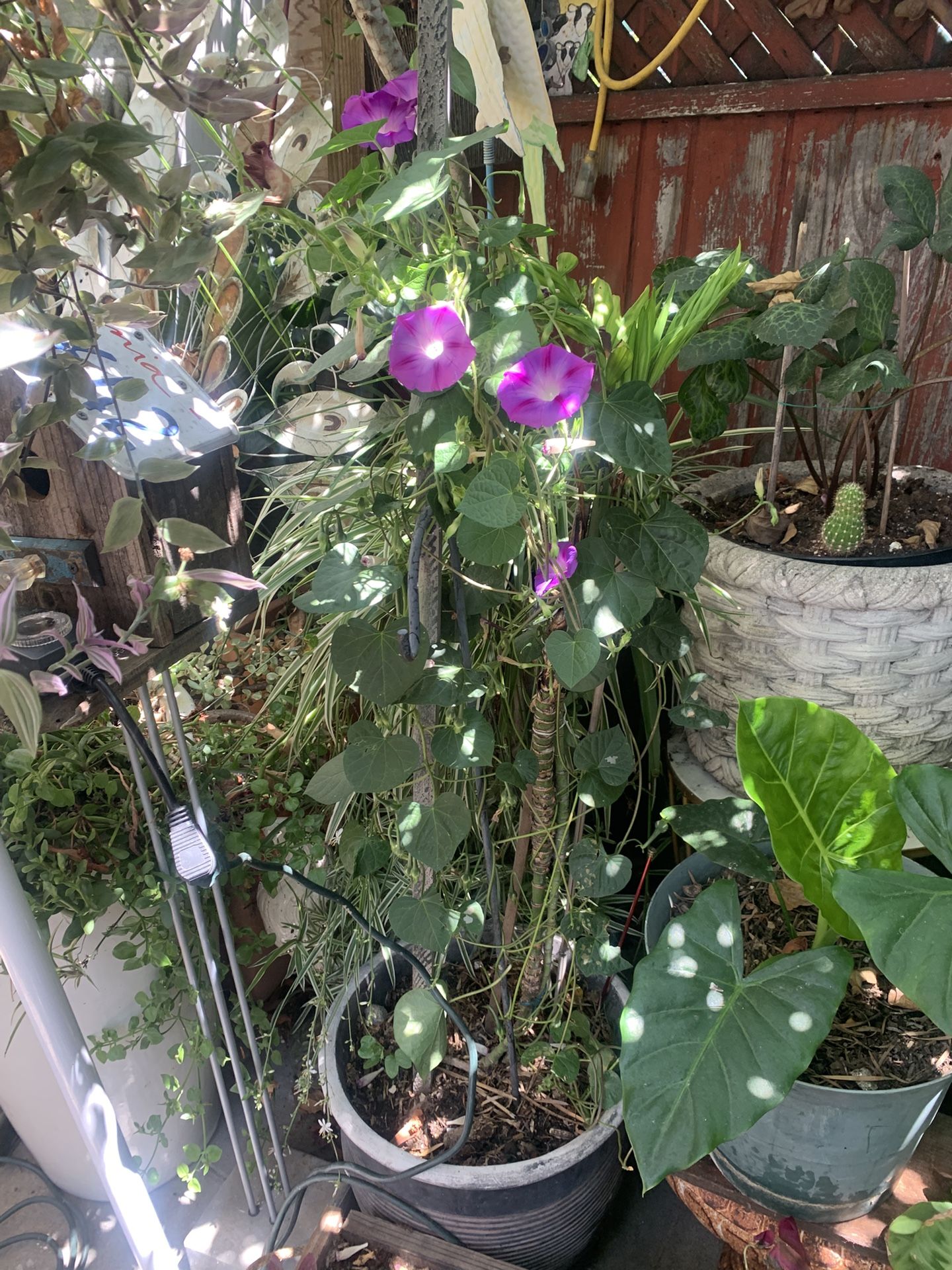 Glory Morning Vine And Palm In Resin Decorative 15 Gallon Pot