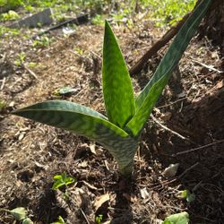 Sanciviera Amasonica Plant 