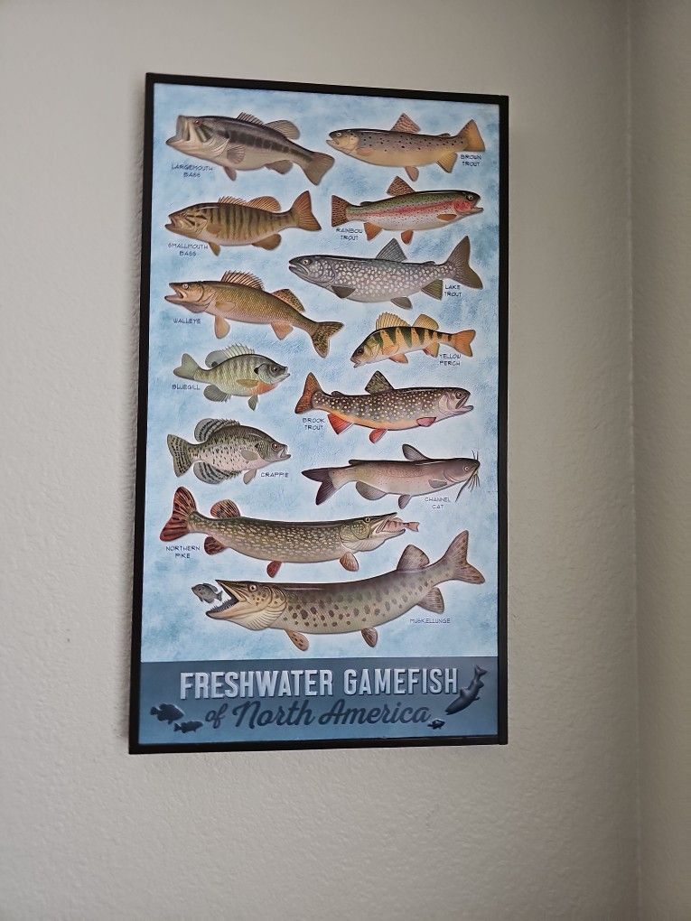 Fish Game Hard Frame