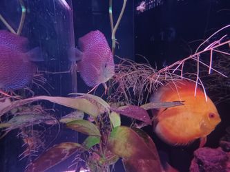 Fish Tank All You See