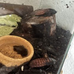 Madagascar Hissing Cockroaches 