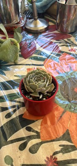 Succulent