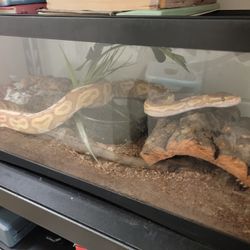 20 Gallon Snake Tank