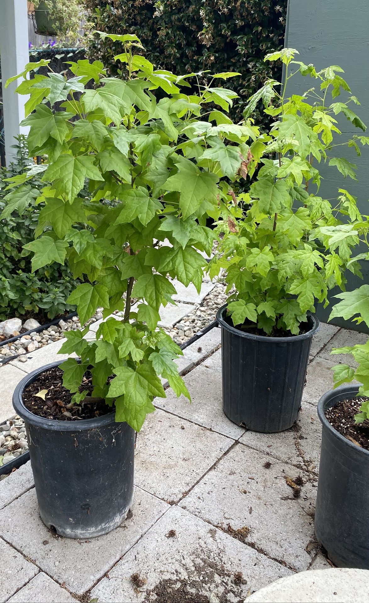 Young Sweet Gum Trees