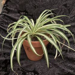Potted Patio Plants 