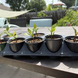 Plumeria Seedlings