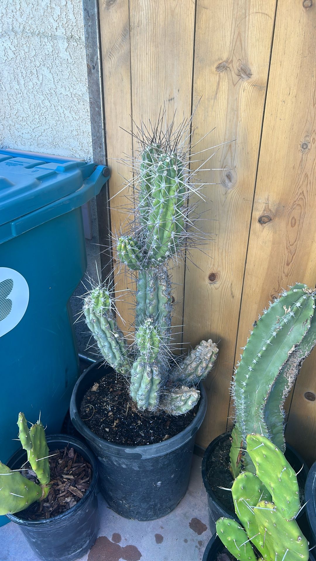 Toothpick Cactus