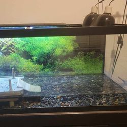 Turtle, Tank And Stand