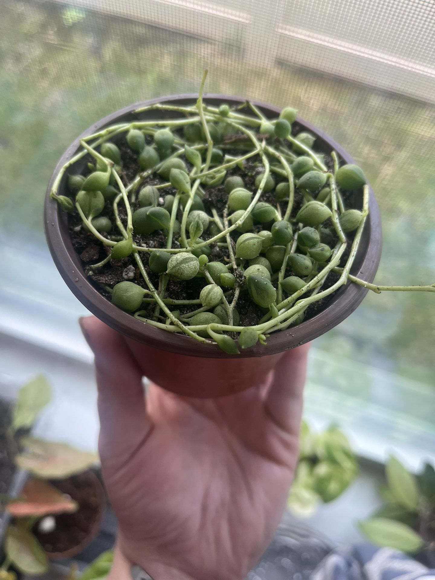 String of pearls in a 4 inch pot
