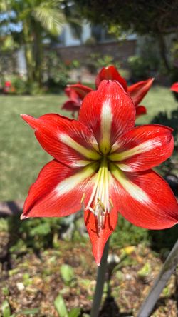 Asucena matiza rojo con blanco