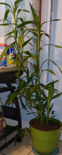 Lucky Bamboo 3 feet tall plant